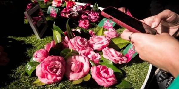 27ème exposition de Camélias à Porto - 4 et 5 mars 2023
