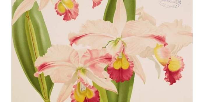 Exposition Herbiers, vus et rêvés